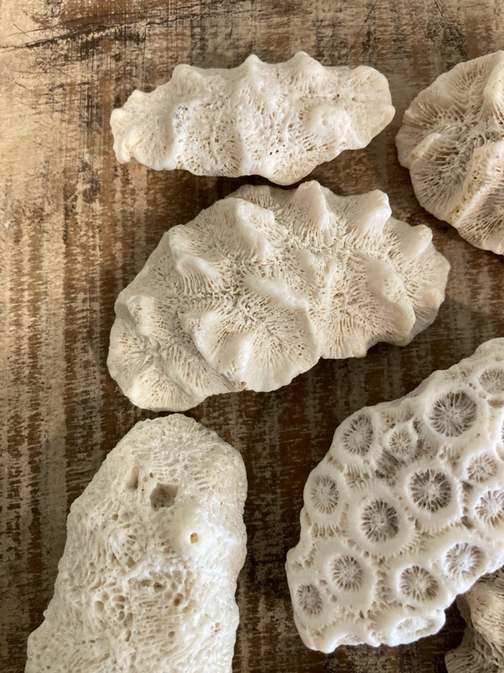 Fossilized Coral Collection 12 Pieces Instant Rock Collection - Picture 3 of 16